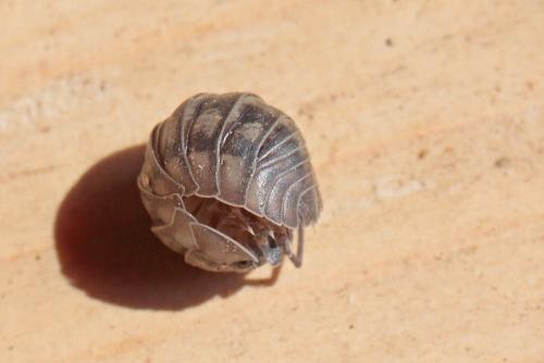 Réf. 281 008 : Armadillidium nasatum